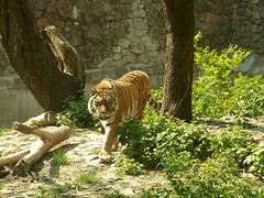 Kyiv zoo. Tiger