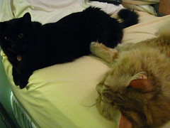 Mancat's hanging out on the bed with Jeni