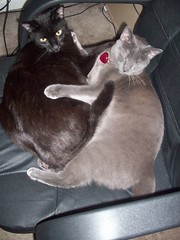kitties share chair