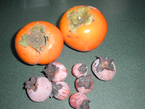 Wild persimmons with fuyus