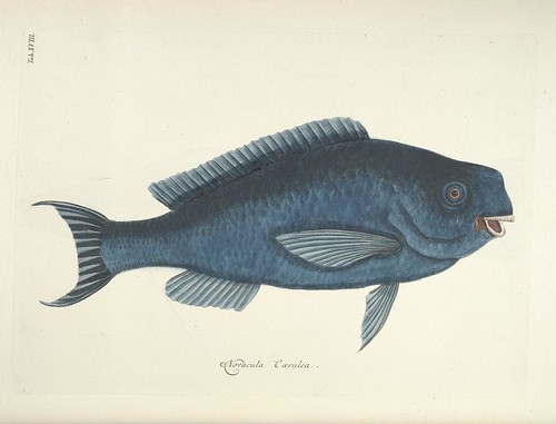 Mark Catesby - Natural History of Carolina, Florida and the Bahama Islands (fish)