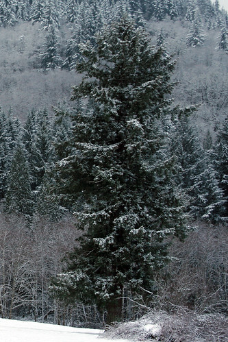 snow_big_tree