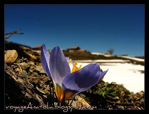 Spring Flower at Snowy Mountains