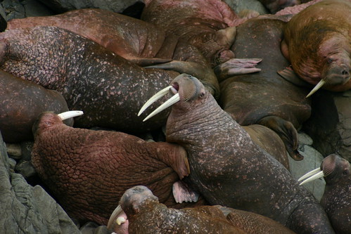 walrus smackdown