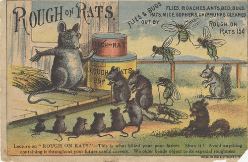 rat tutor teaching circle of young rats