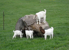 goats playing on large tree stump
