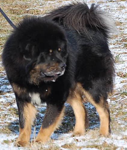 Tibetan mastiff. odkremilka. puppies