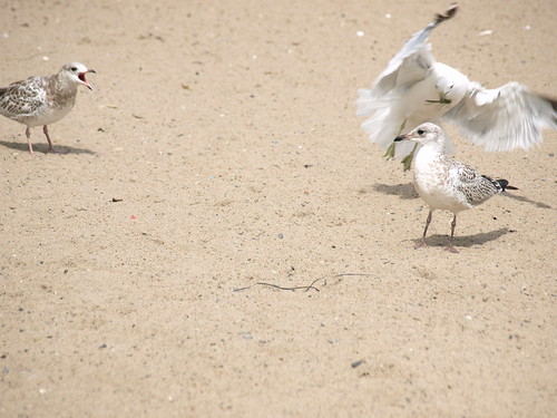 Seagull Battle