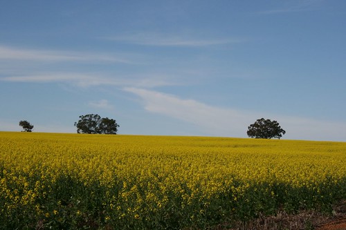 yellow fields2