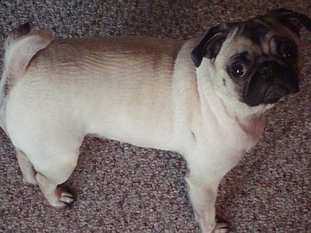 Shaved Pugs 34