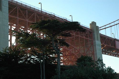 Fort Point Bridge Tree