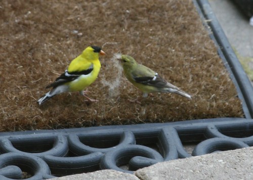 Goldfinches Gathering Nesting Material