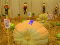 100 Things to see at the fair #61: Pumpkins