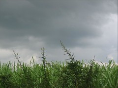 Cloudy Skies and Green Fields