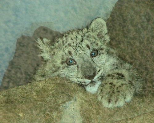 A face of an angel! Snow leopard cub 