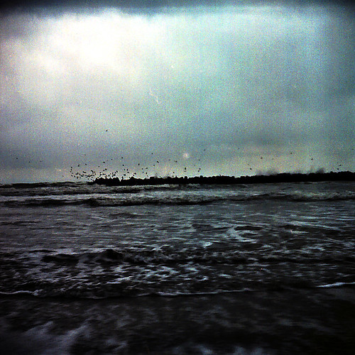 Sea gulls on dark sea
