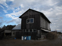 Barn with no snow