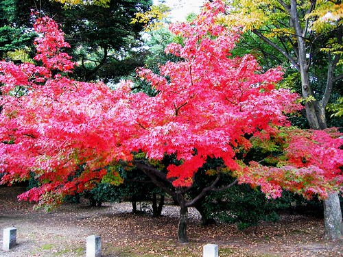 japanese maple tree garden. Japanese Maple Tree in the National Garden, Kyoto