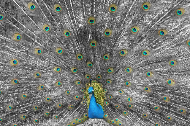 Peacock Closeup - Selective Color