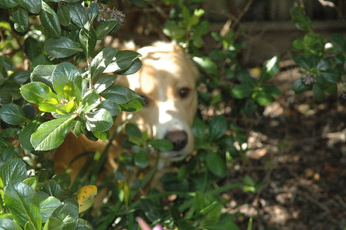 Dog in Bushes