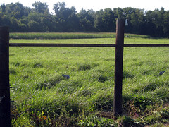 Rested pasture