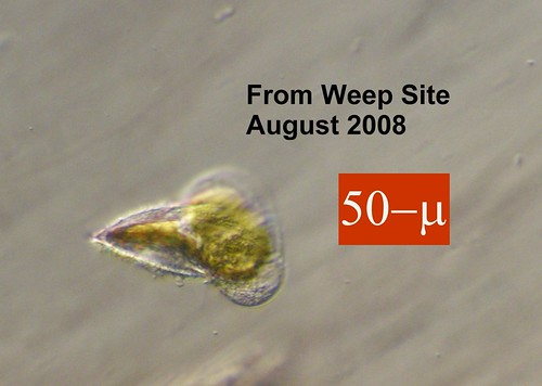 weep_site_200x_aug2008c