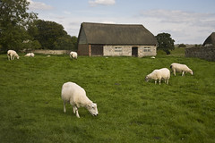 Sheep Near Avebury Barn
