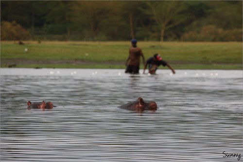 你拍攝的 21 Lake Naivasha - 河馬。