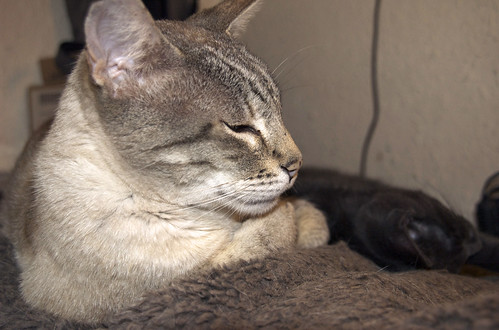 first picture of a kittin with one of the senior cats