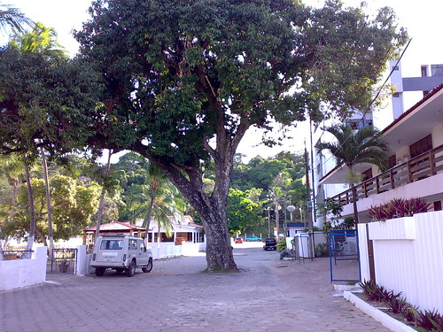 árvore no meio da rua