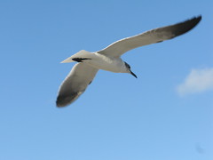 Seagull Photo Session
