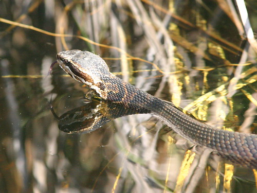Cottonmouth 20091229