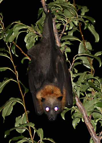 fruit bat eating fruit. Fruit Bat eating