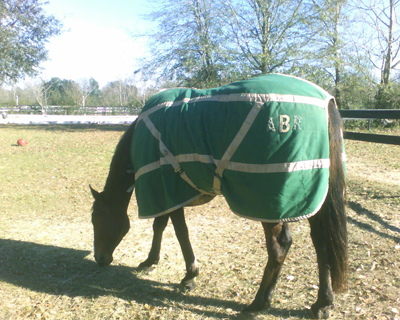 Abrcrombie horse Blanket