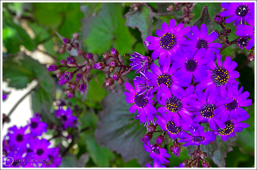 Purple Flowers.