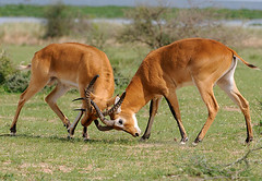 Kob Bucks Sparring, Murchison Falls NP, Uganda