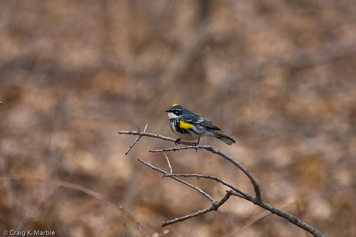 Yellow-rumped Warbler (1 of 2)