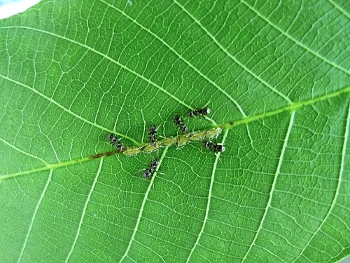 An ant farm on the leaf of a walnut tree