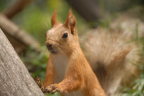 Russian Red Tree Squirrel (Sciurus vulgaris exalbidus)