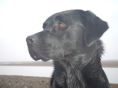 Teal, the wildfowlers dog