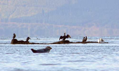 Seal and cormorants
