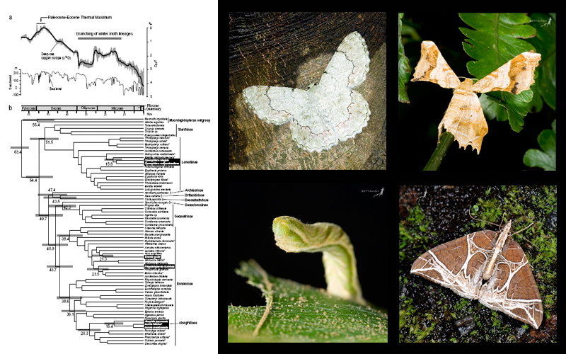 Phylogeny of the Geometridae