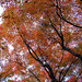 maples in autumn