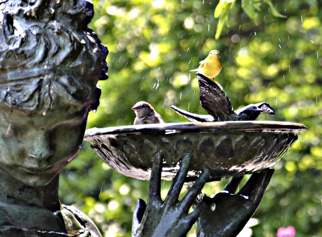 conservenchy garden May yelow bird (6 of 13)