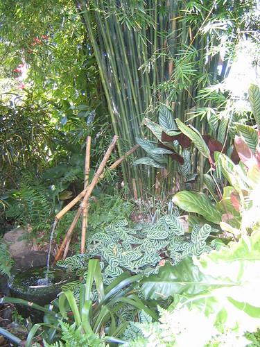 Hundscheidt Tropical Gardens 2012-01-25