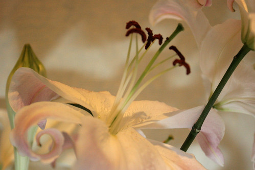 Lilies ©  aplart