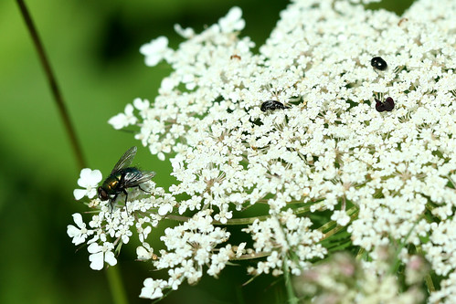 Black Fly/ White Flower