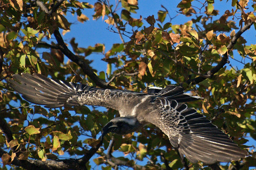 Hornbill In Flight