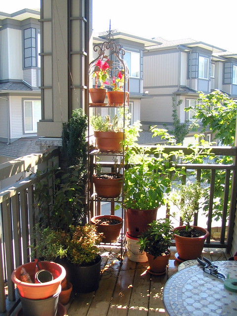Our small balcony garden.jpg
