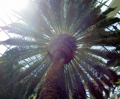Palm Tree Symbolism